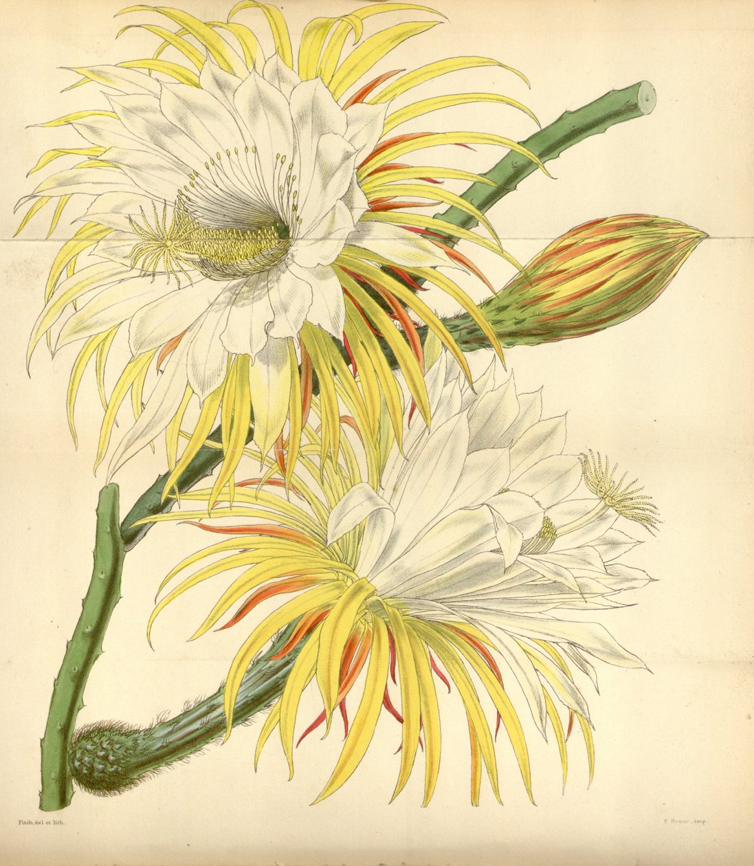 Selenicereus macdonaldiae de Walter Hood Fitch