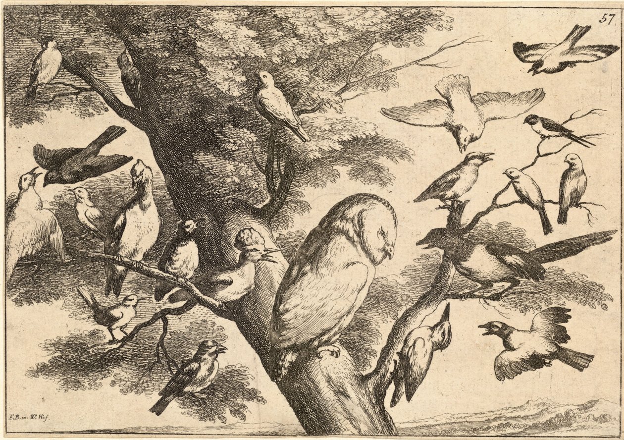 Aves acosando a un búho de Wenceslaus Hollar