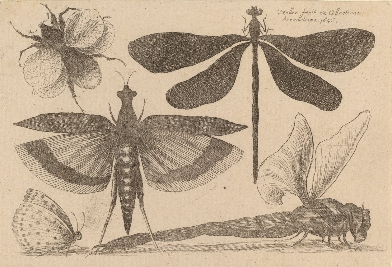 Libélulas y un abejorro de Wenceslaus Hollar