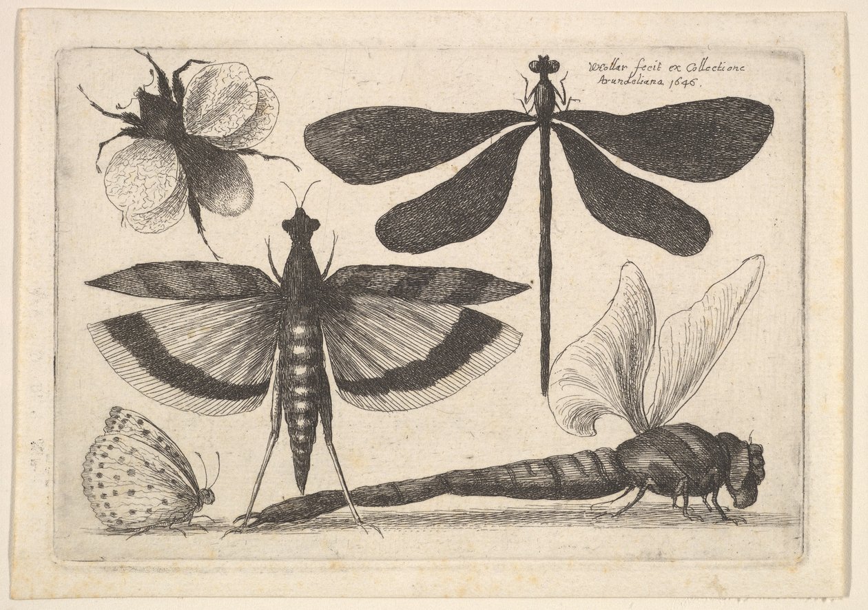 Libélulas y un abejorro, 1646 de Wenceslaus Hollar