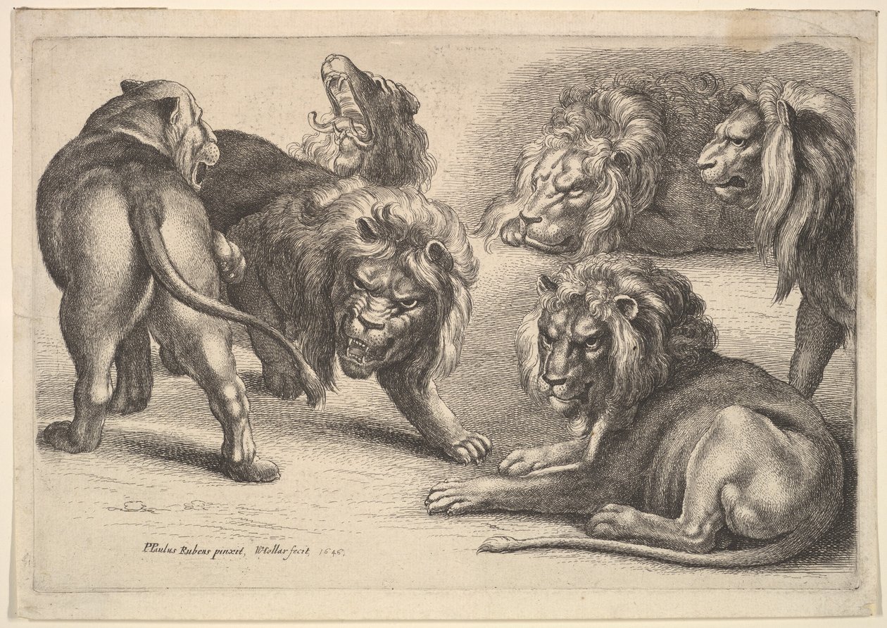 Cinco leones y una leona, 1646 de Wenceslaus Hollar