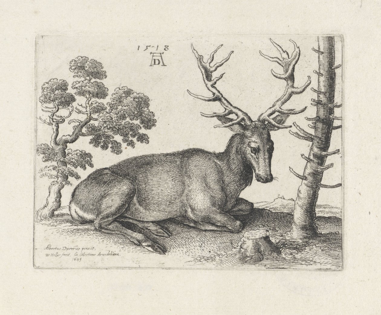 Ciervo reclinado, a la derecha de Wenceslaus Hollar