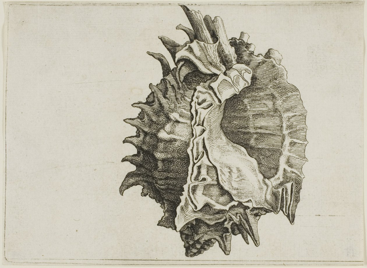 Murex de boca rosada (phyllonotus erythrostomus) de Wenceslaus Hollar