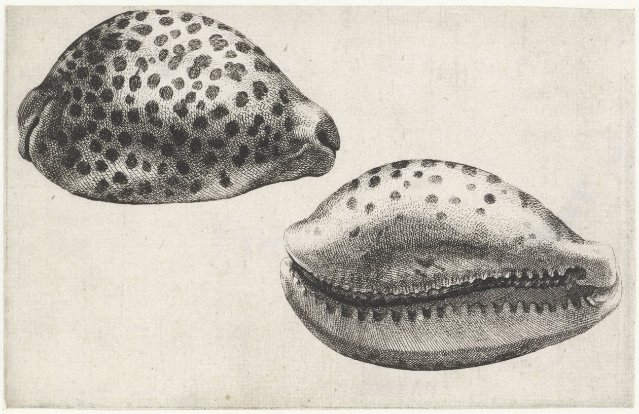 Concha, Cypraea tigris Conchas (título de la serie) de Wenceslaus Hollar