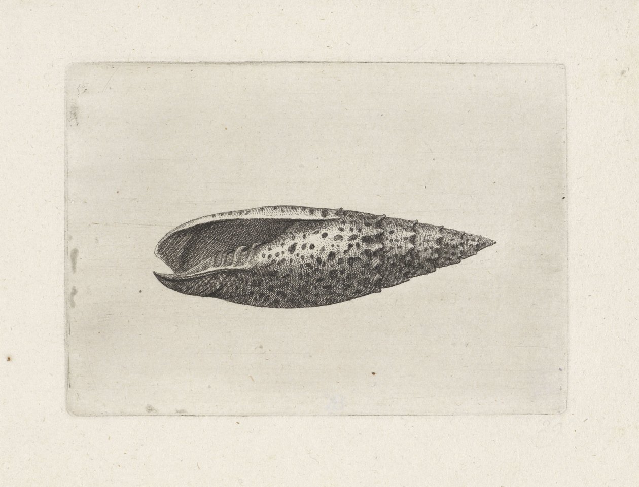 Concha, mitra papalis Conchas (título de la serie) de Wenceslaus Hollar