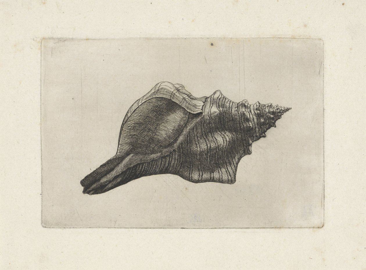 Concha, trapecio pleuroploca Conchas (título de la serie) de Wenceslaus Hollar