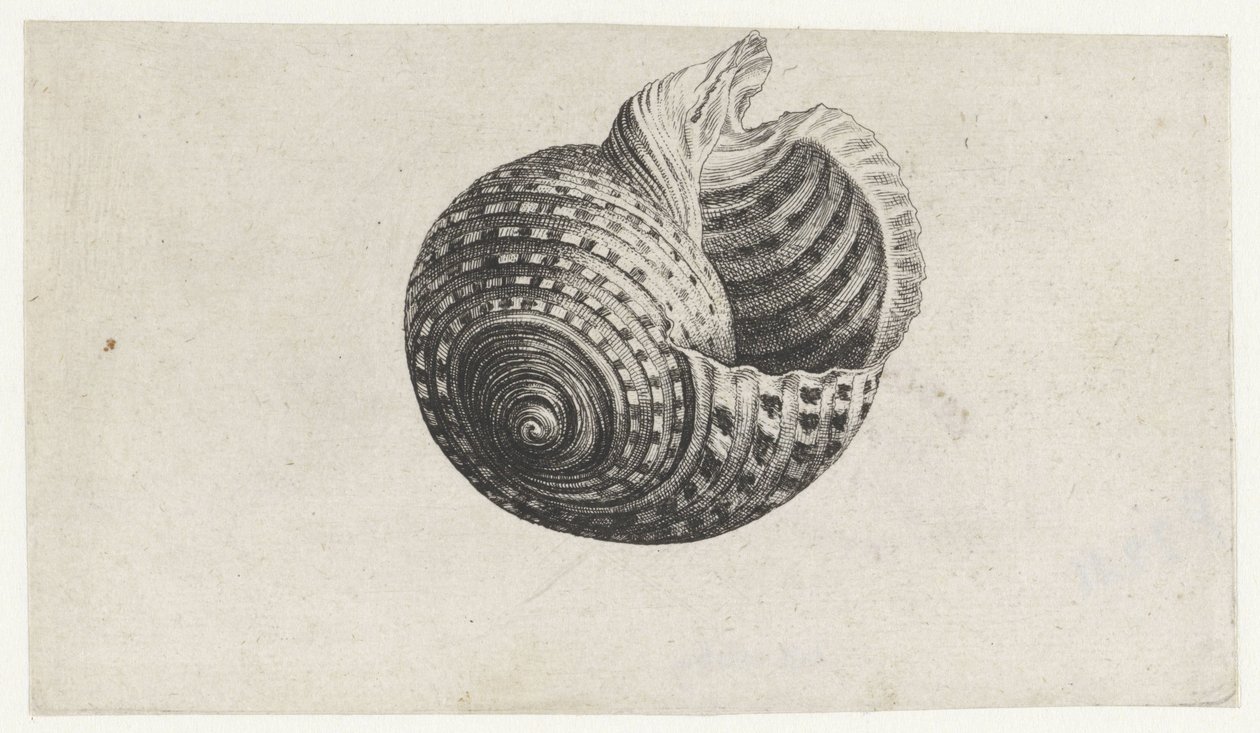 Concha, tonna dolium Conchas (título de la serie) de Wenceslaus Hollar