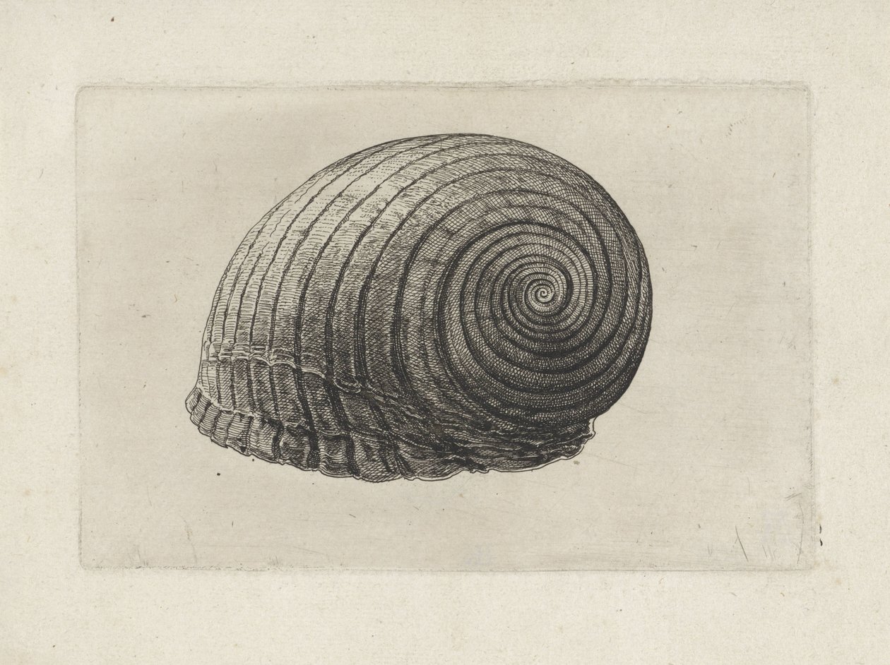 Concha, tonna galea Conchas (título de la serie) de Wenceslaus Hollar