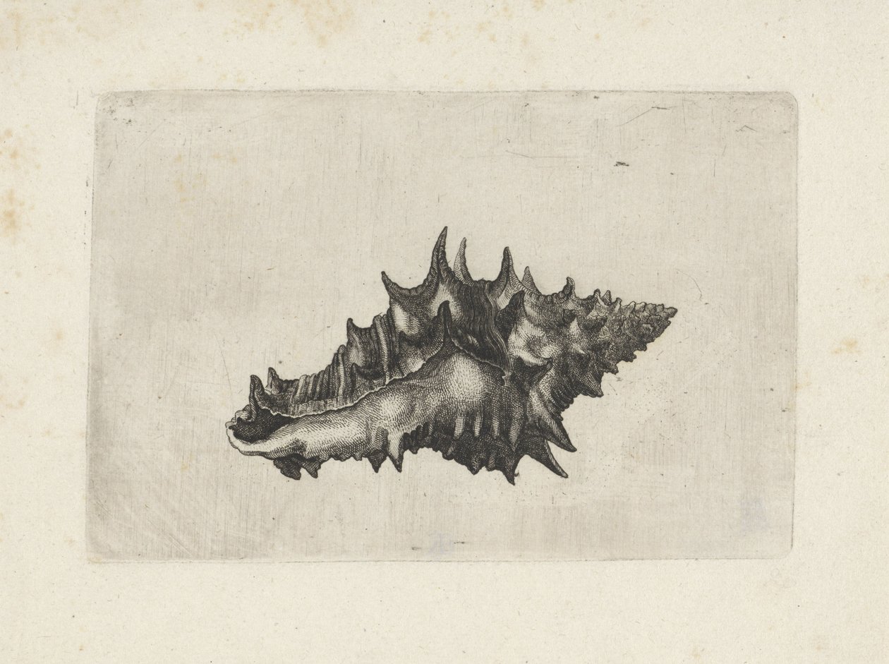 Concha, vasum ceramicum Conchas (título de la serie) de Wenceslaus Hollar