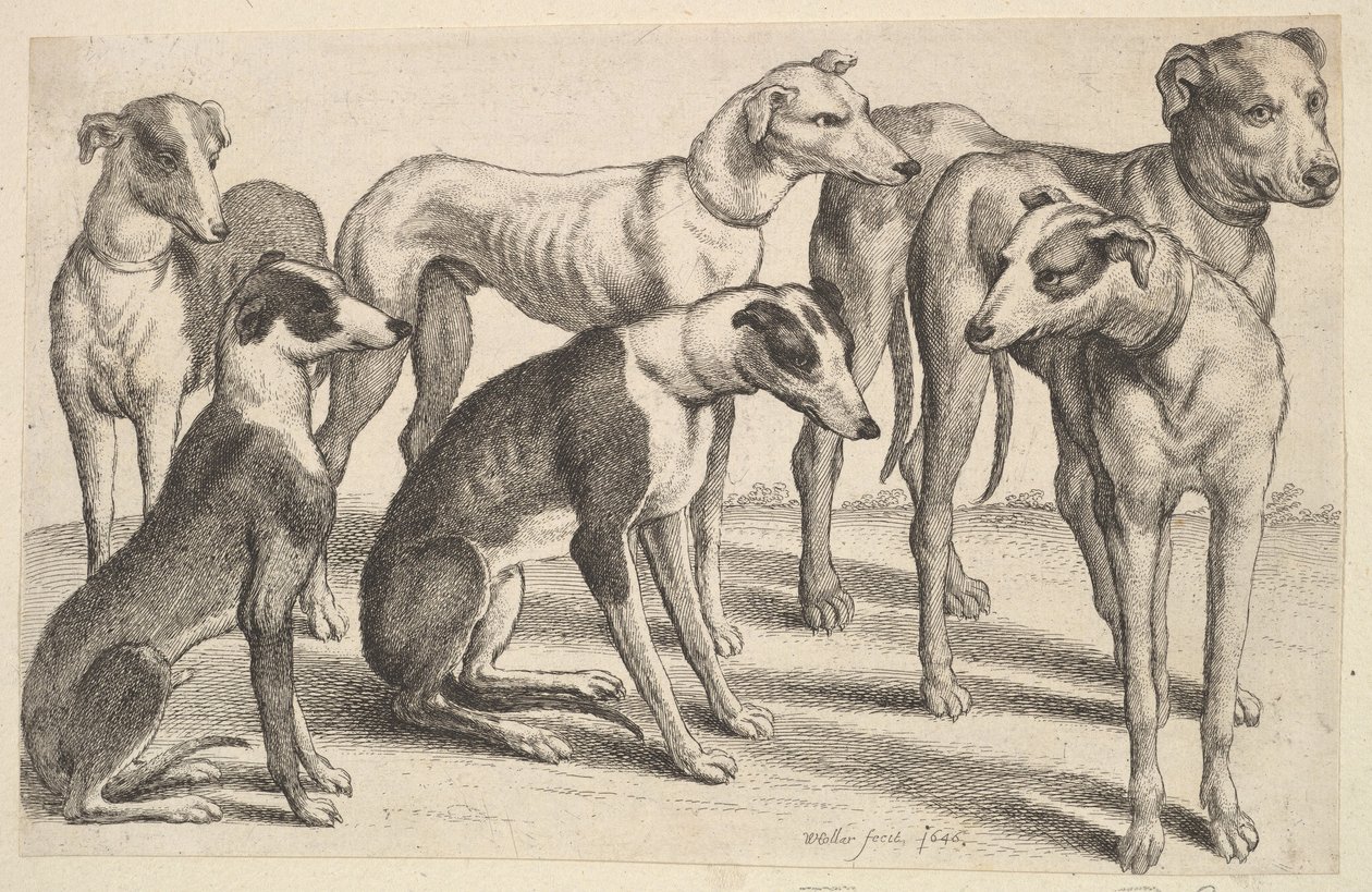 Seis sabuesos de Wenceslaus Hollar