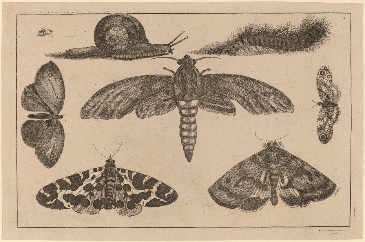 Seis insectos, una oruga y un caracol de Wenceslaus Hollar