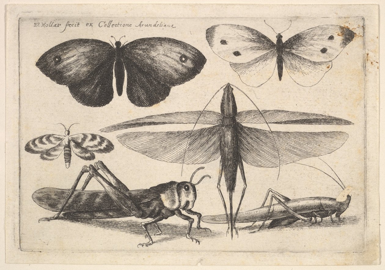 Seis insectos de Wenceslaus Hollar