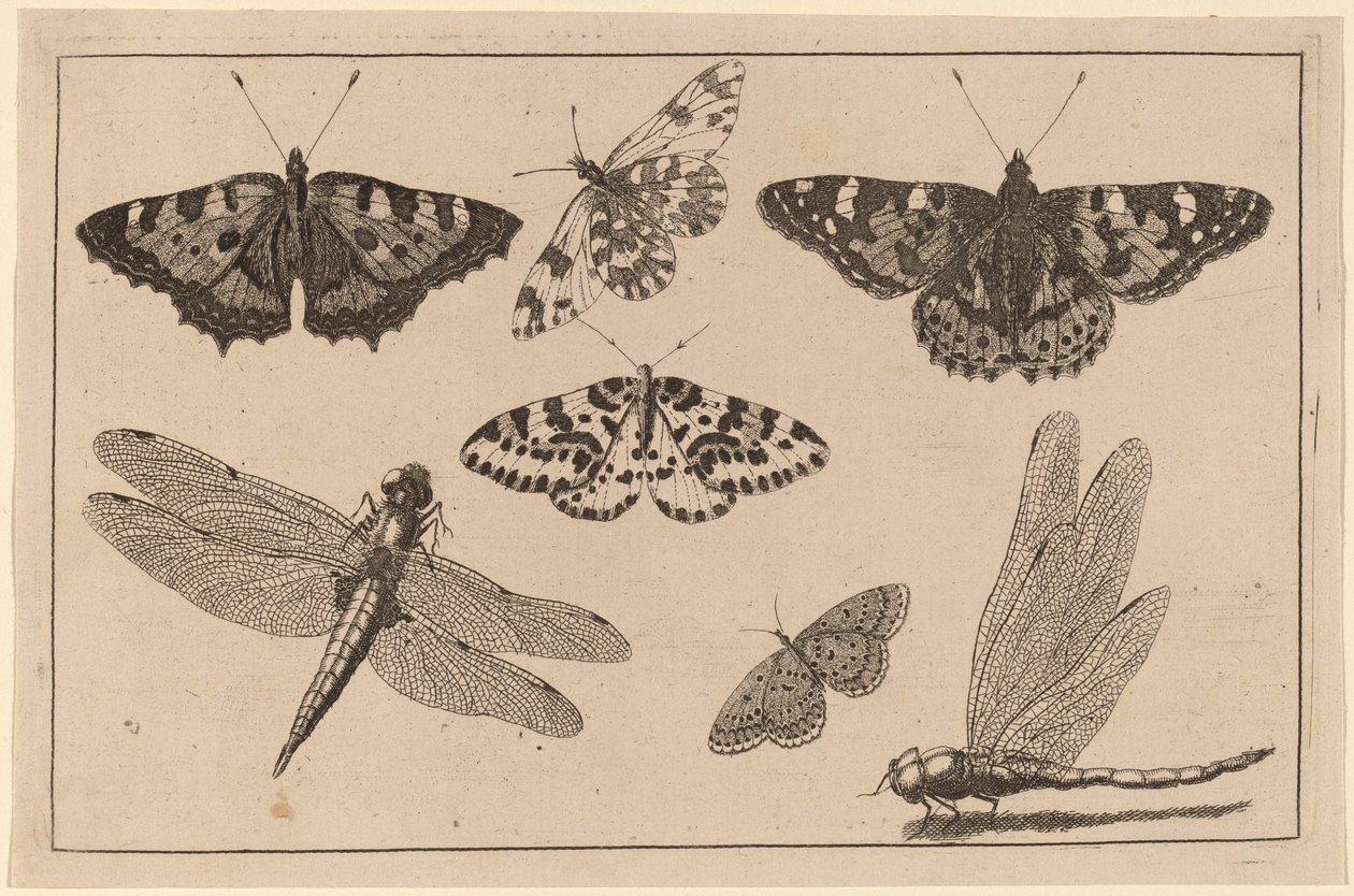 Dos libélulas y cinco mariposas de Wenceslaus Hollar