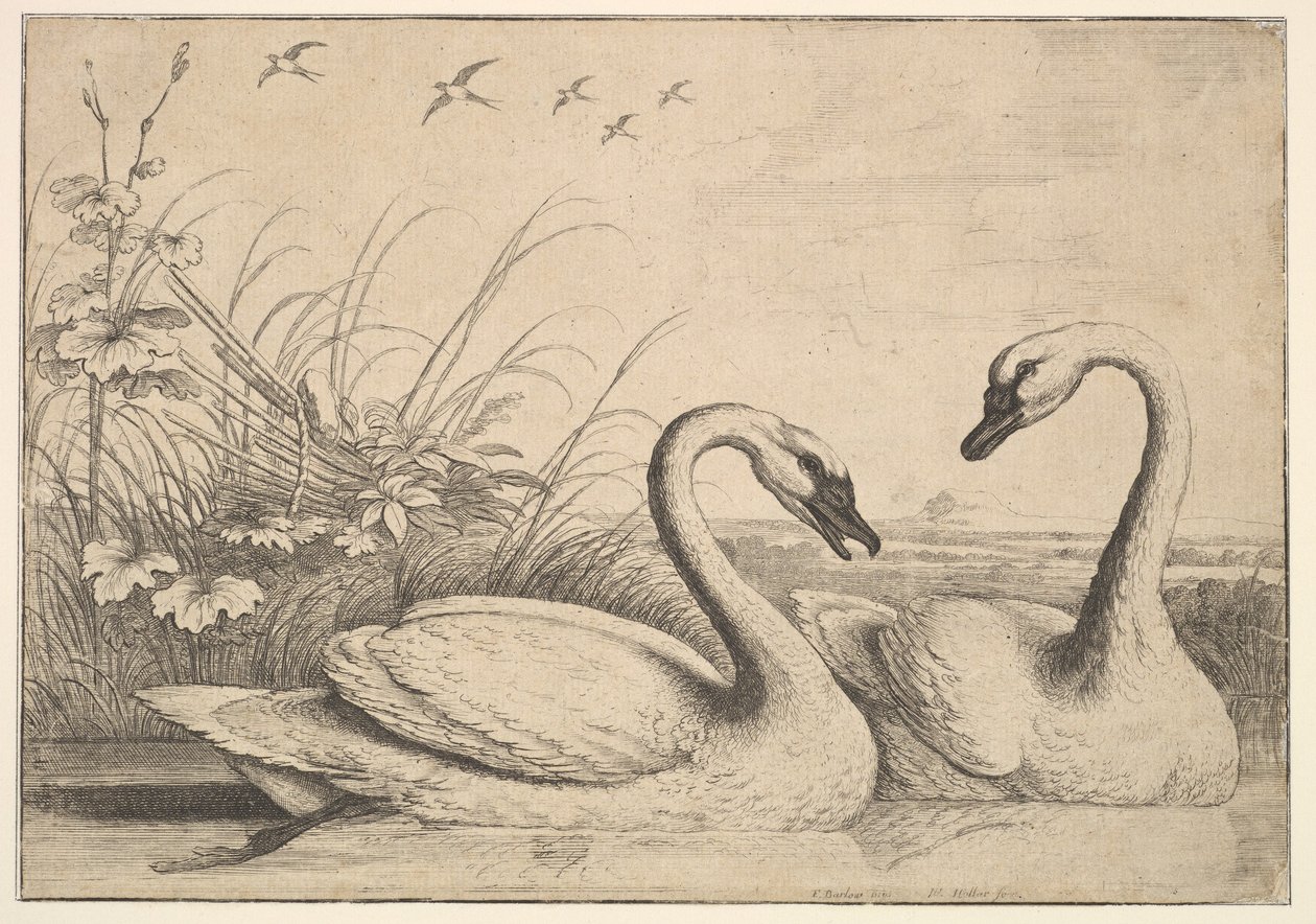 Dos cisnes, 1654-58 de Wenceslaus Hollar