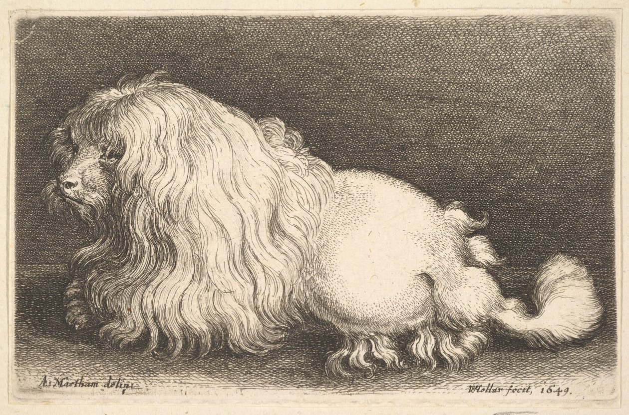 Perro blanco de Wenceslaus Hollar