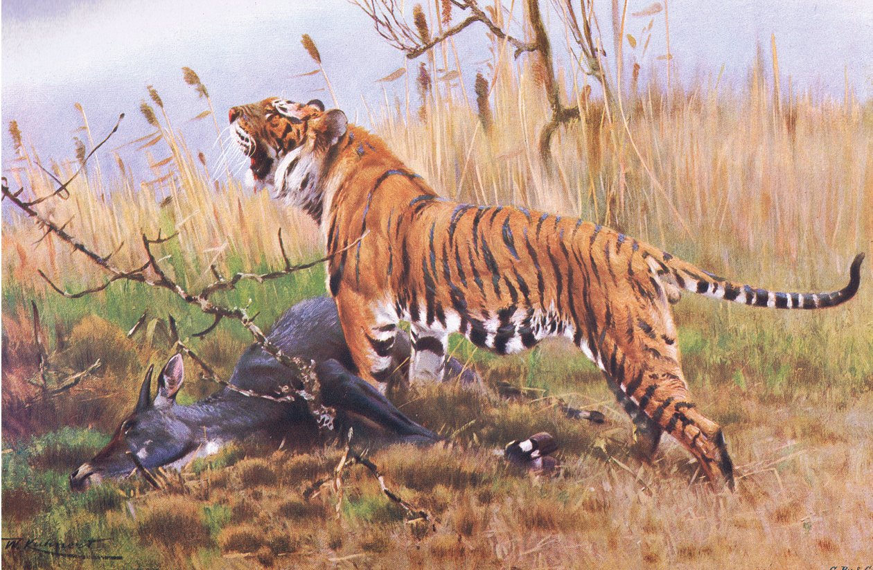 Tigre, de Fauna del Mundo publicado por Frederick Warne & Co, c.1900 de Wilhelm Kuhnert