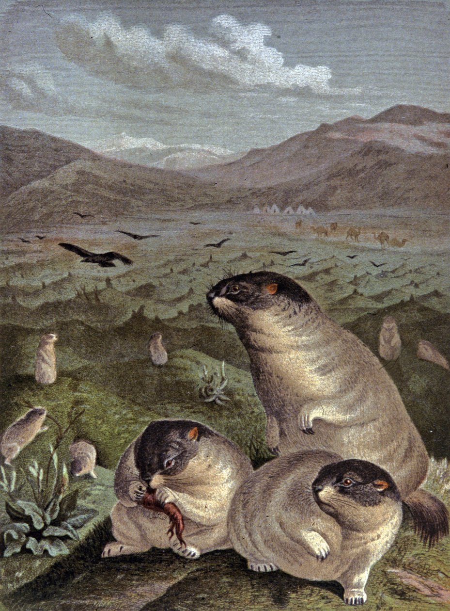 Conejillo de Indias Bobak de Wilhelm Kuhnert