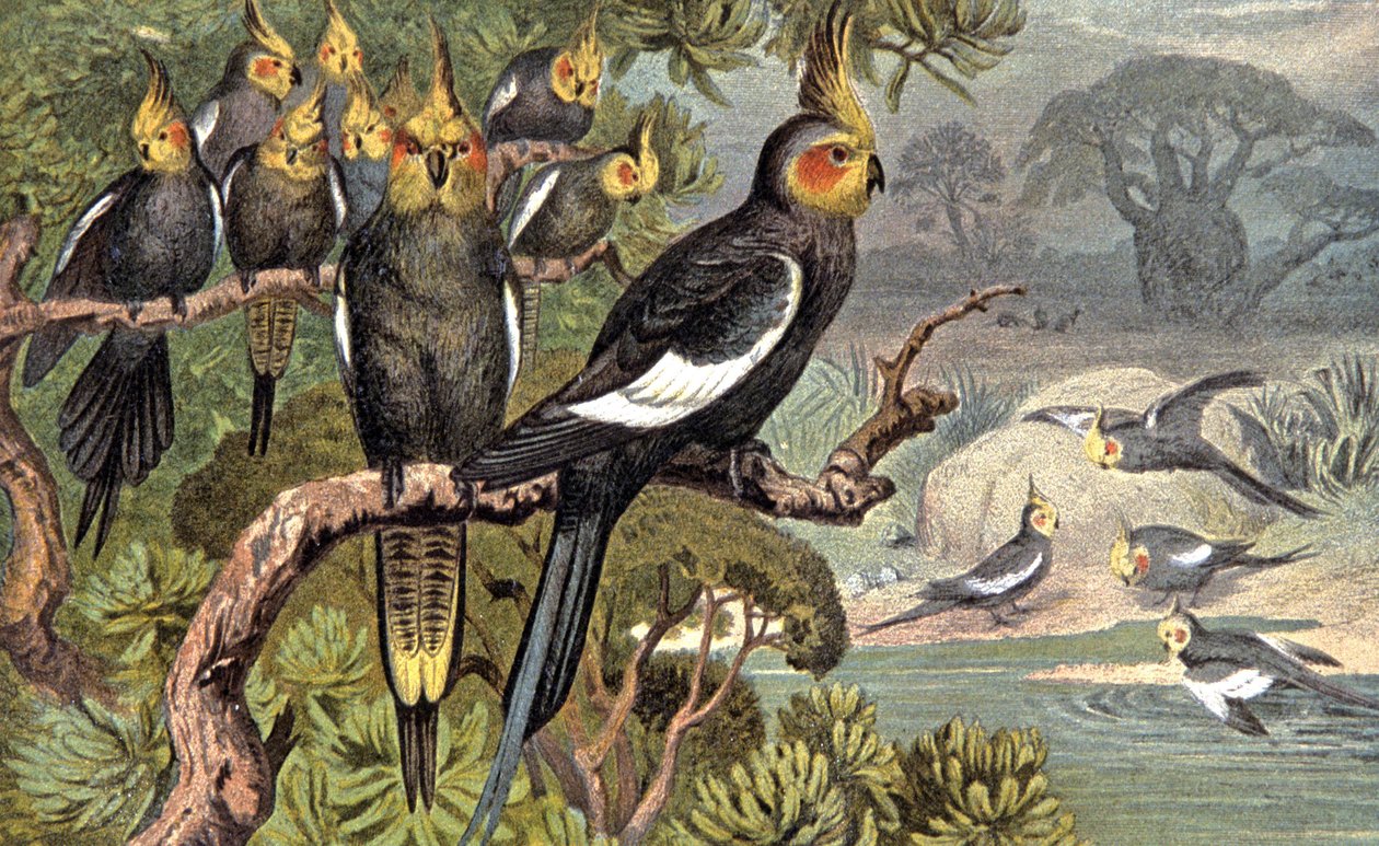 Cacatúa, c.1910 (ilustración) de Wilhelm Kuhnert
