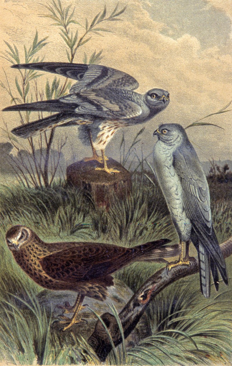 Aguiluchos, c.1910 (ilustración) de Wilhelm Kuhnert