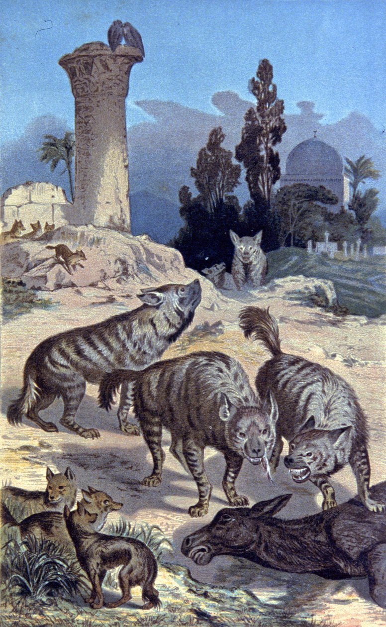 Hienas de Wilhelm Kuhnert