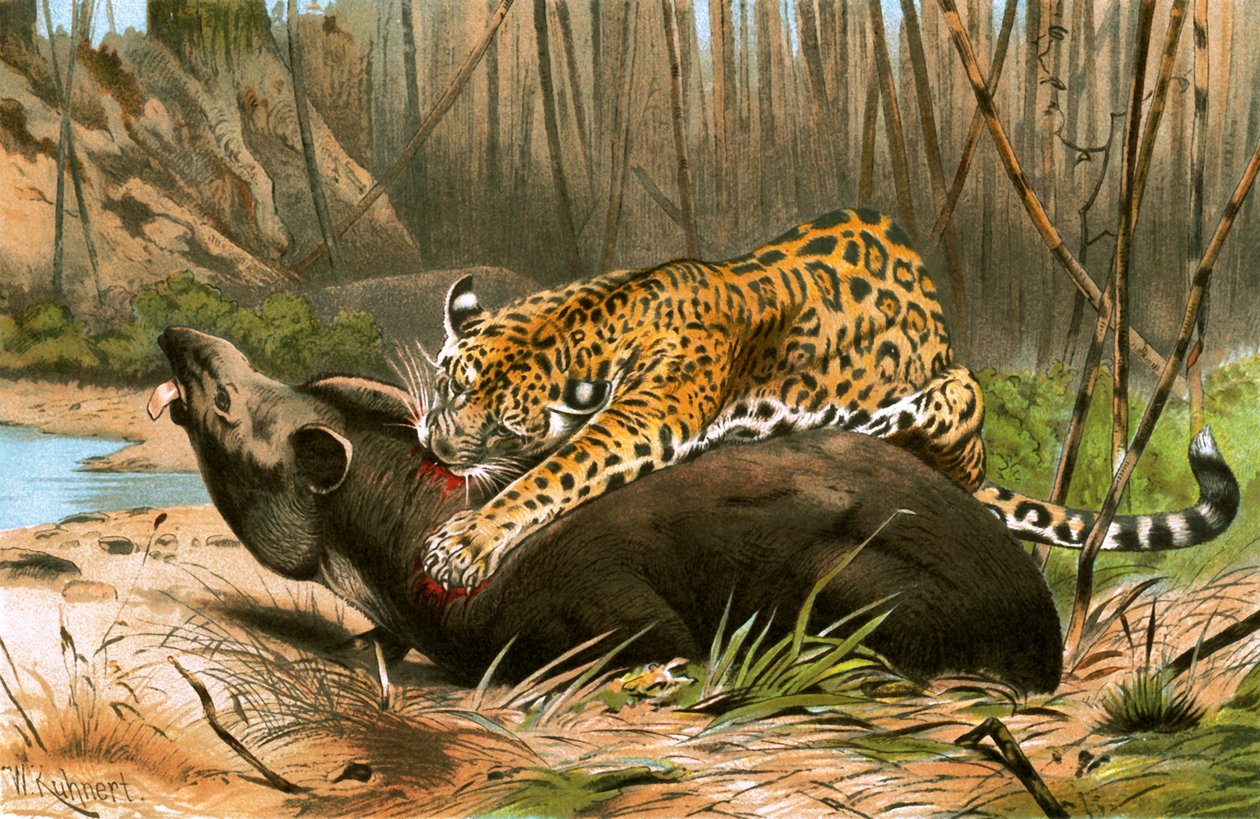 Jaguar matando a un tapir de Wilhelm Kuhnert