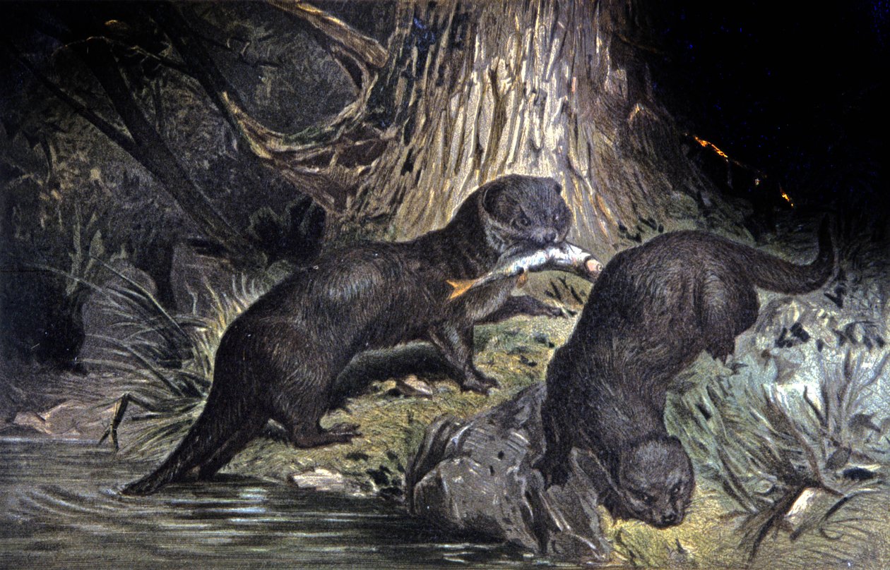 Nutrias de Wilhelm Kuhnert
