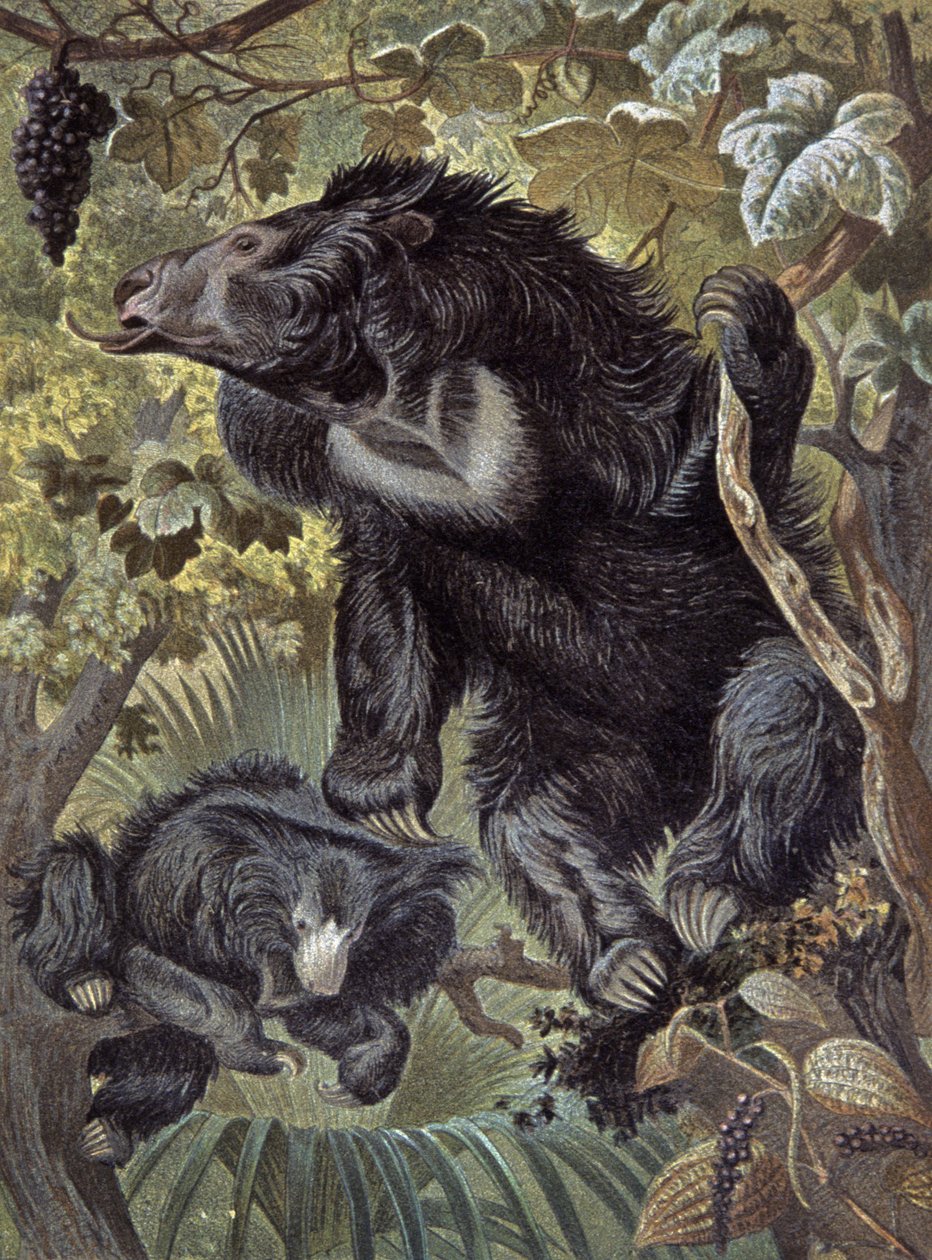 Oso perezoso de Wilhelm Kuhnert