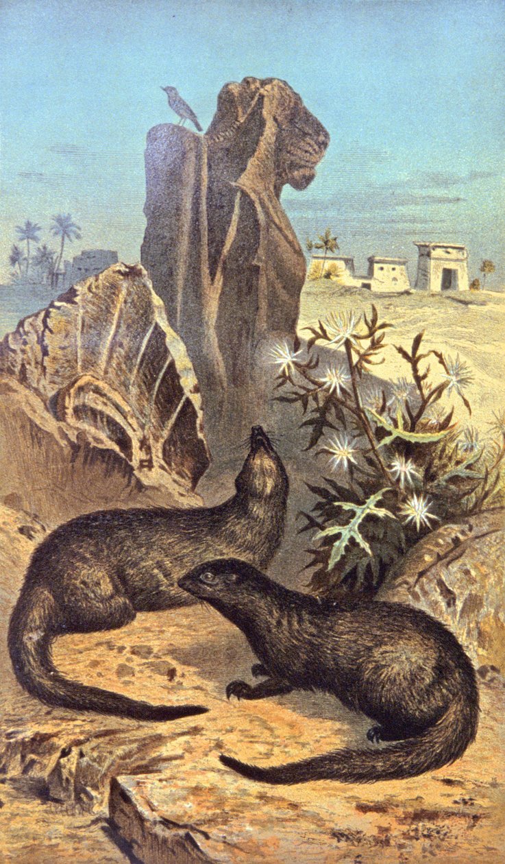 La rata de los faraones de Wilhelm Kuhnert