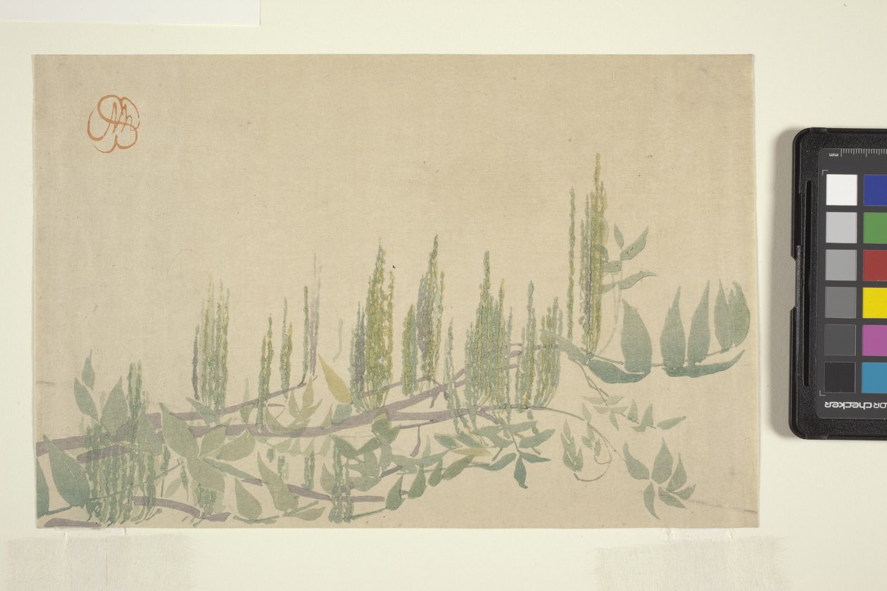 Wisteria, c.1908 (xilografía en color) de Wilhelmina Seegmiller
