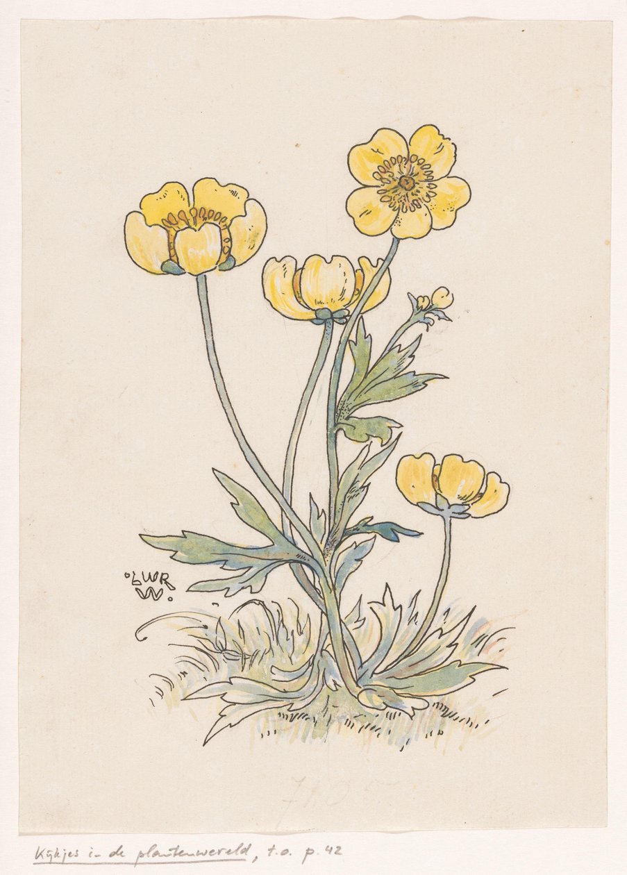 Ranúnculos de Ludwig Willem Reymert Wenckebach