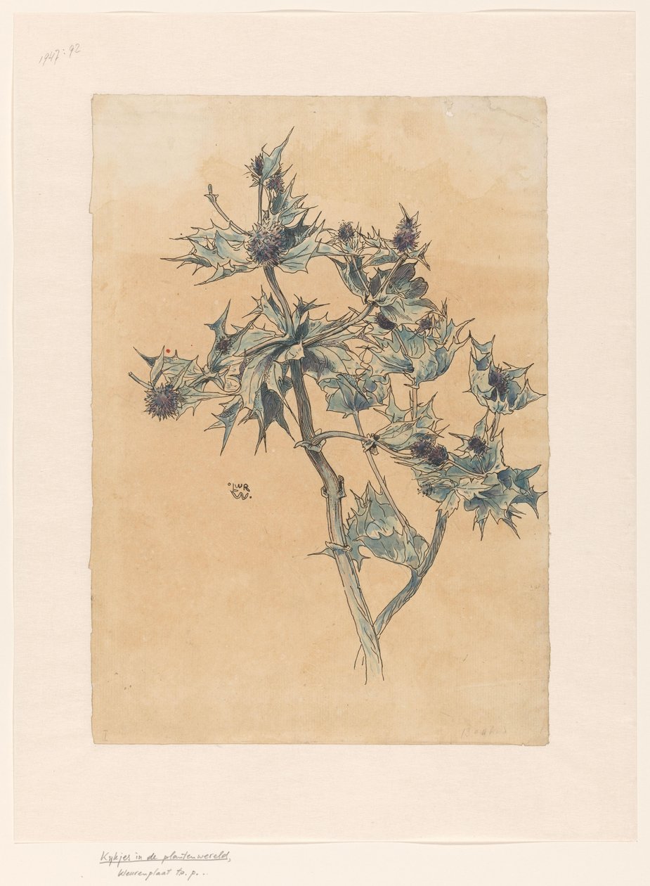 Cardo de Ludwig Willem Reymert Wenckebach