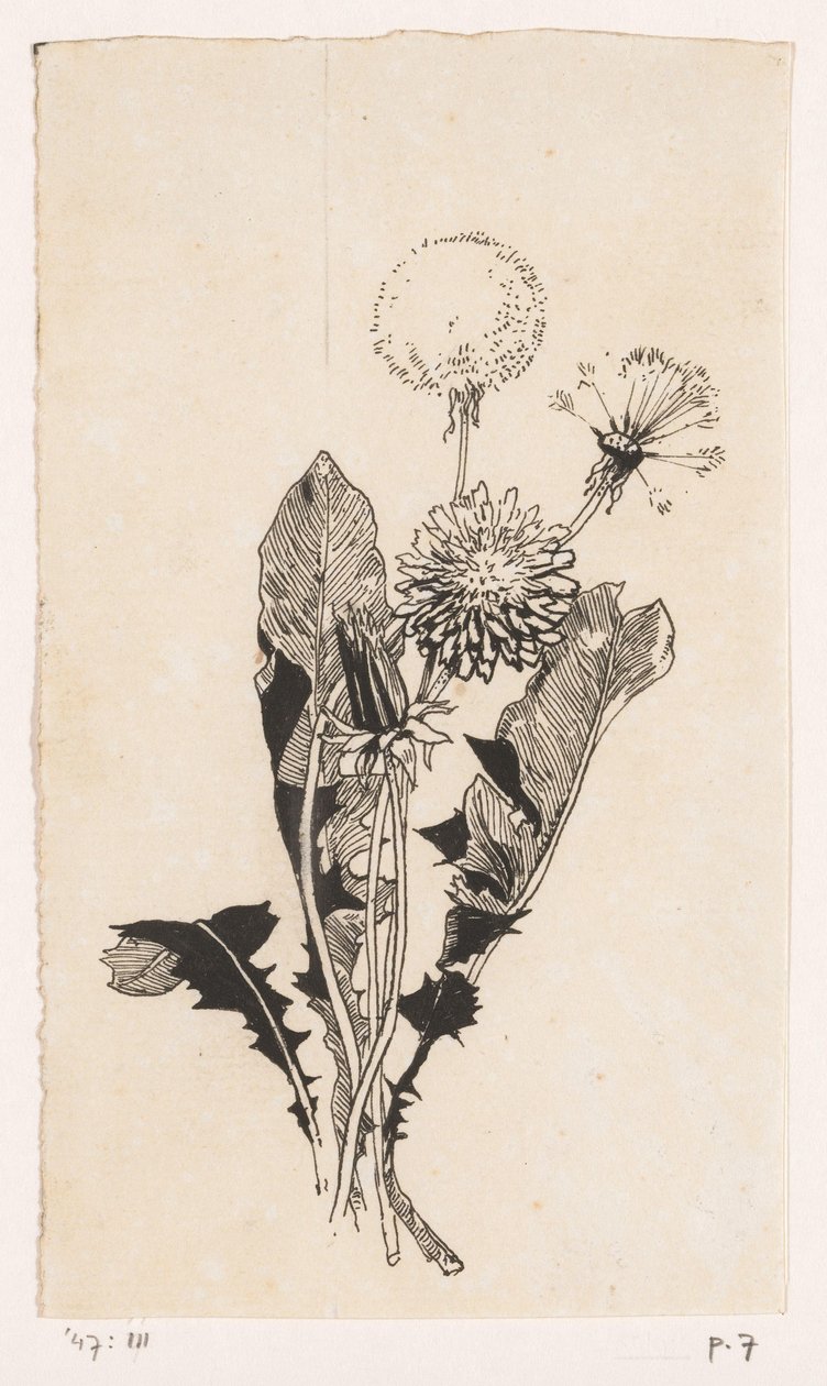 Diente de león de Willem Wenckebach