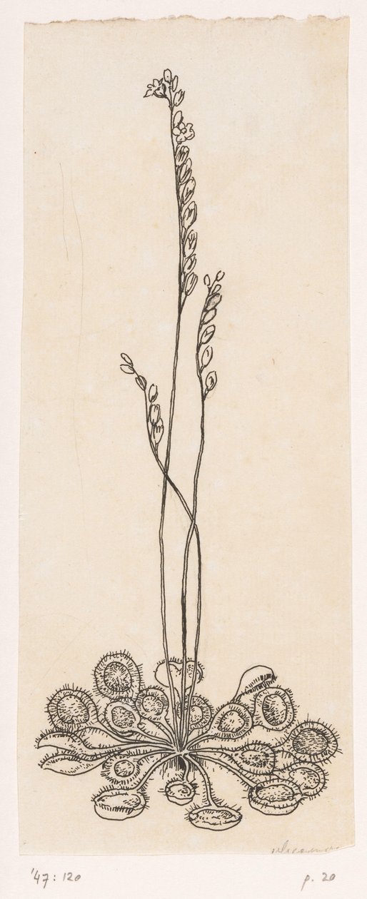 Atrapamoscas de Willem Wenckebach