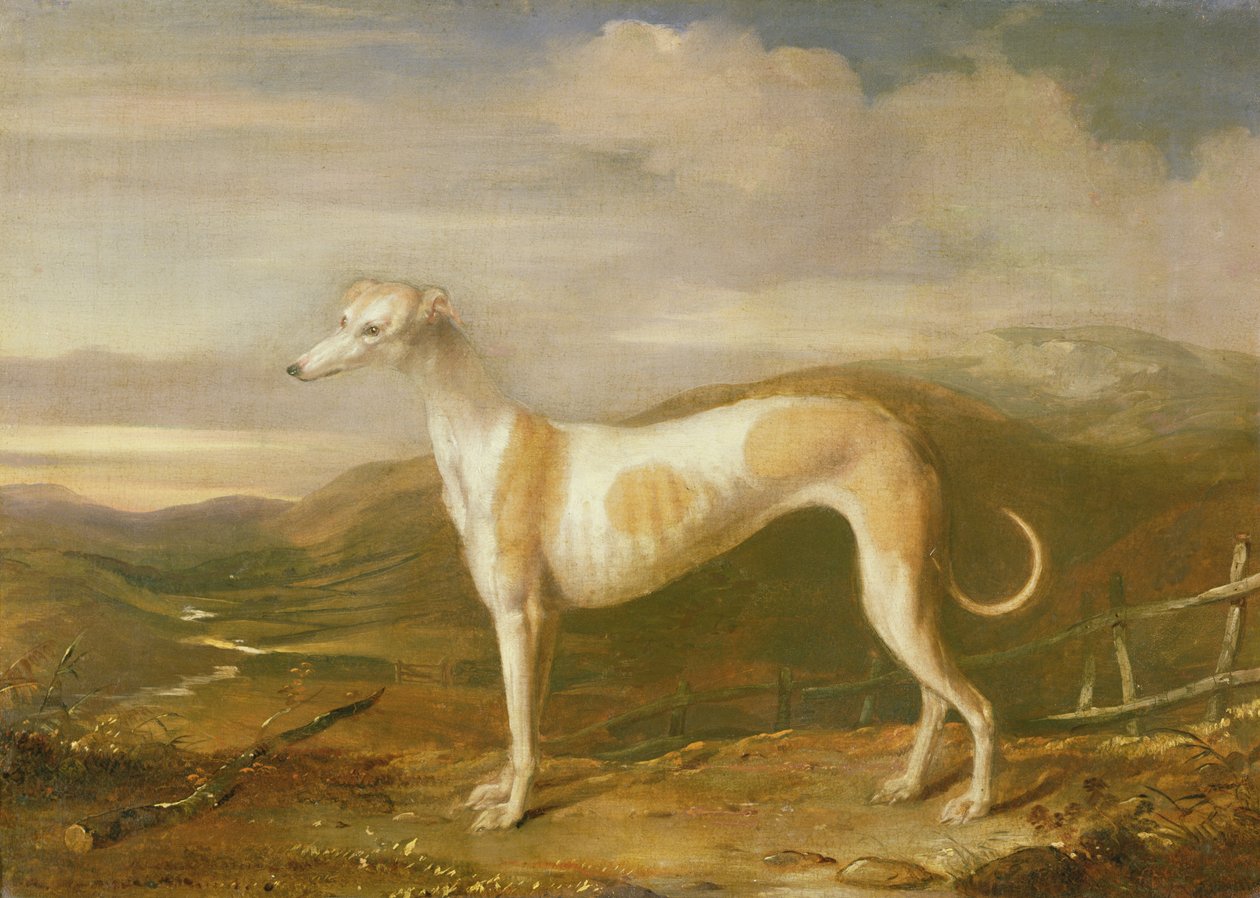 Galgo de William Barraud