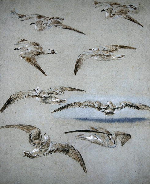 Siete gaviotas de Clarkson Frederick Stanfield