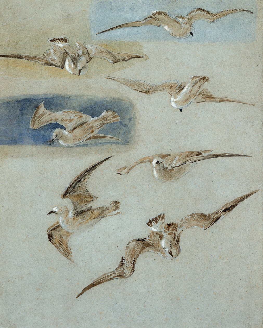 Estudio de gaviotas de Clarkson Frederick Stanfield