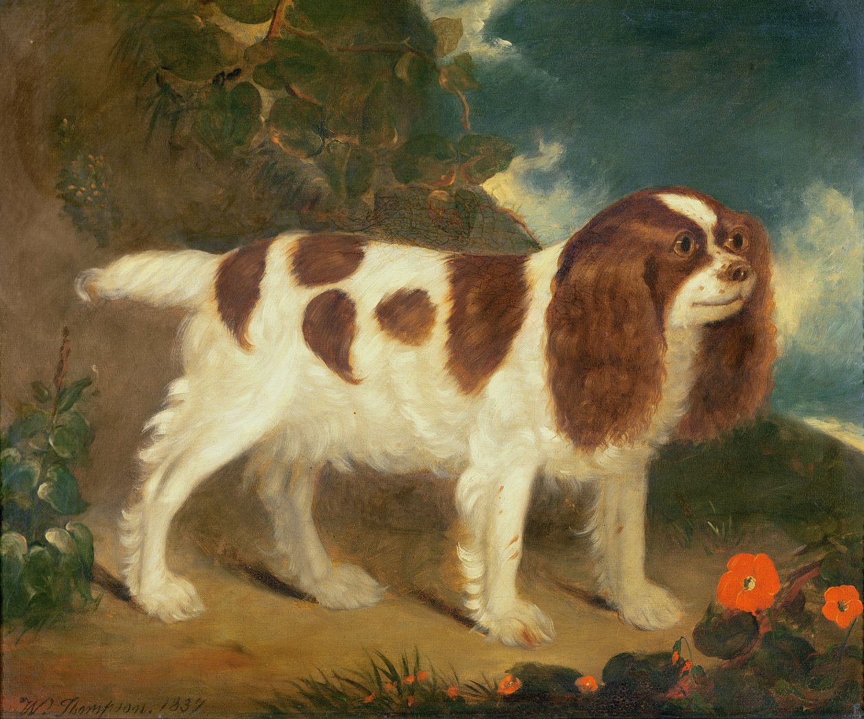 Spaniel del Rey Carlos de William Thompson