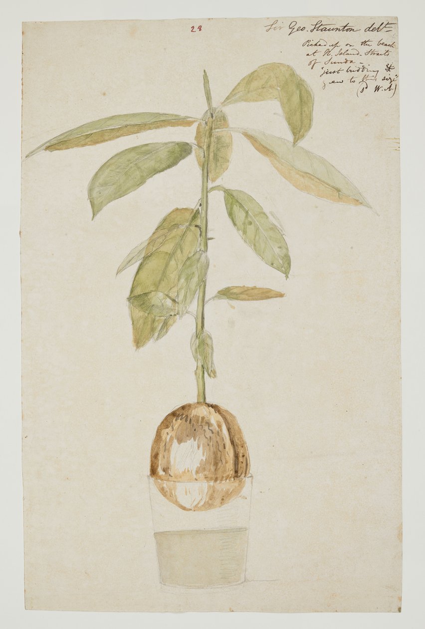 WD 961 f.28 de William Alexander