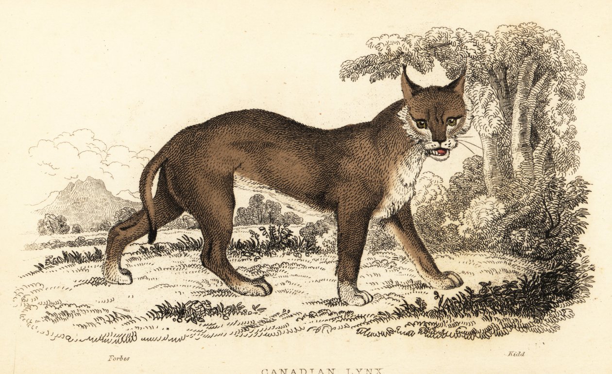 Lince canadiense, Lynx canadensis.,1834 (grabado) de William Alexander Forbes