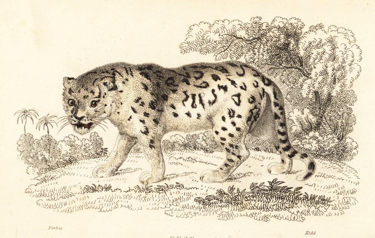 Jaguar, Panthera onca.,1834 (grabado) de William Alexander Forbes