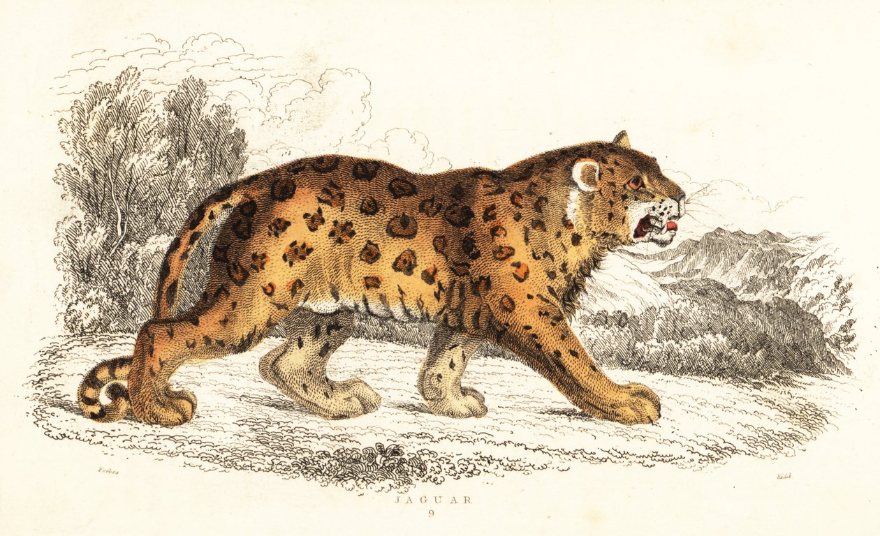 Jaguar, Panthera onca.,1834 (grabado) de William Alexander Forbes