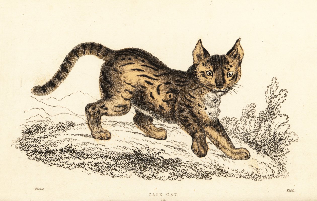 Serval, Leptailurus serval.,1834 (grabado) de William Alexander Forbes