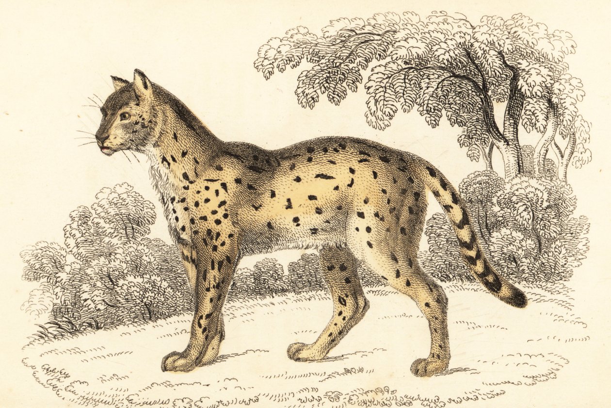 Serval, Leptailurus serval.,1834 (grabado) de William Alexander Forbes