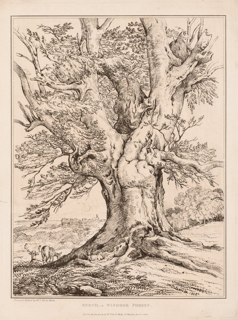 Beech in Windsor Forest de William Alfred Delamotte