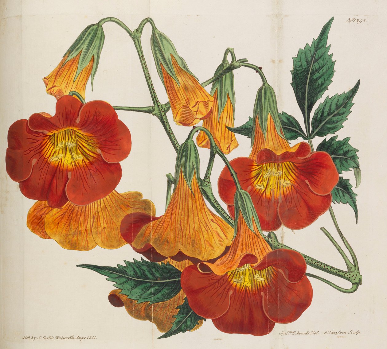 Revista Botánica, 1787-1833 de William Curtis