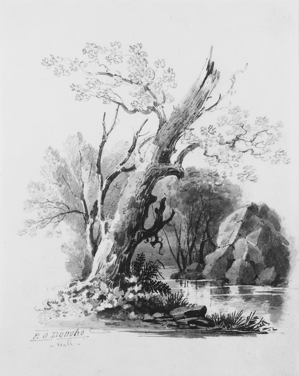 Bosquejo del bosque. de William Guy Wall