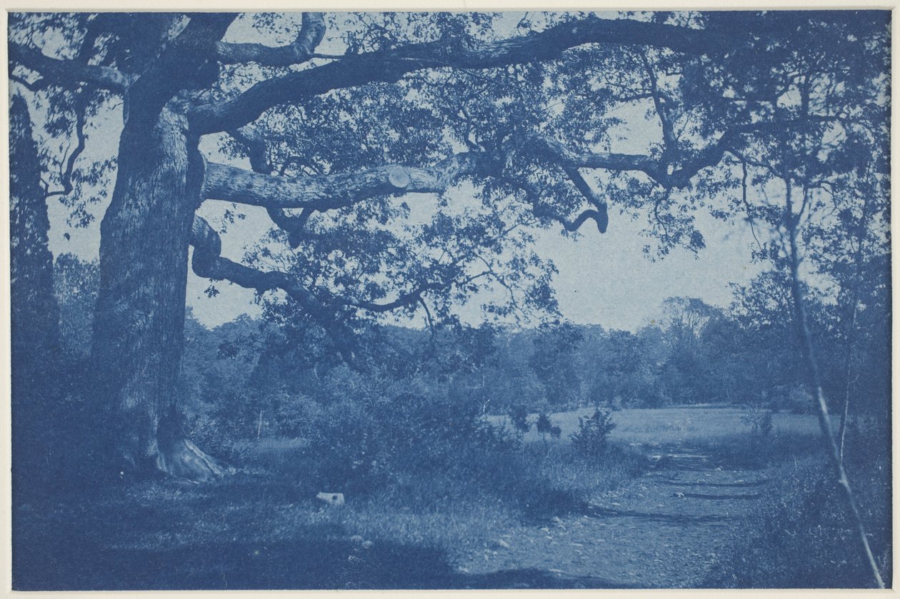 Gran roble en el borde del prado de William H. Cades