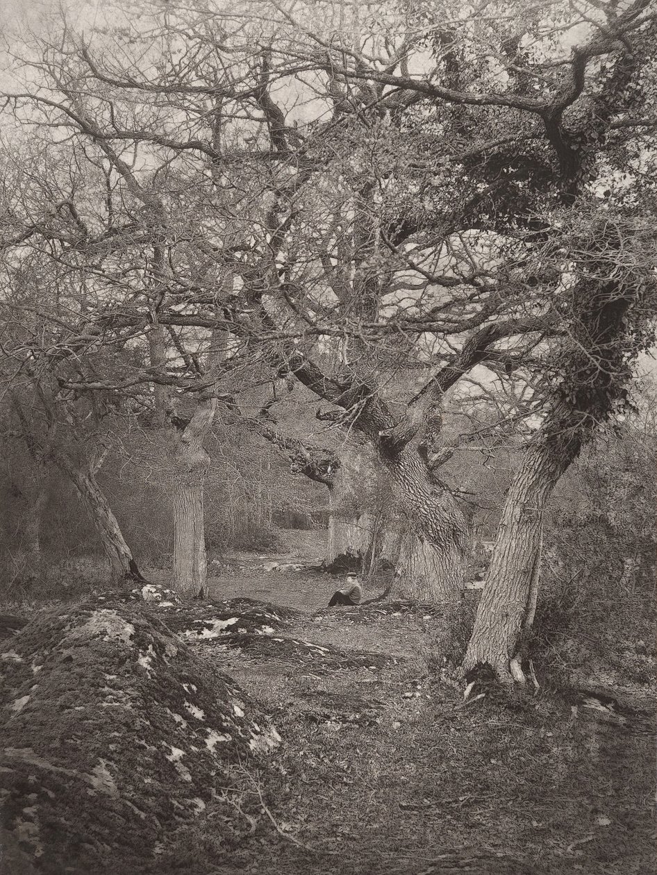 Bosque de Fontainebleau de William Harrison