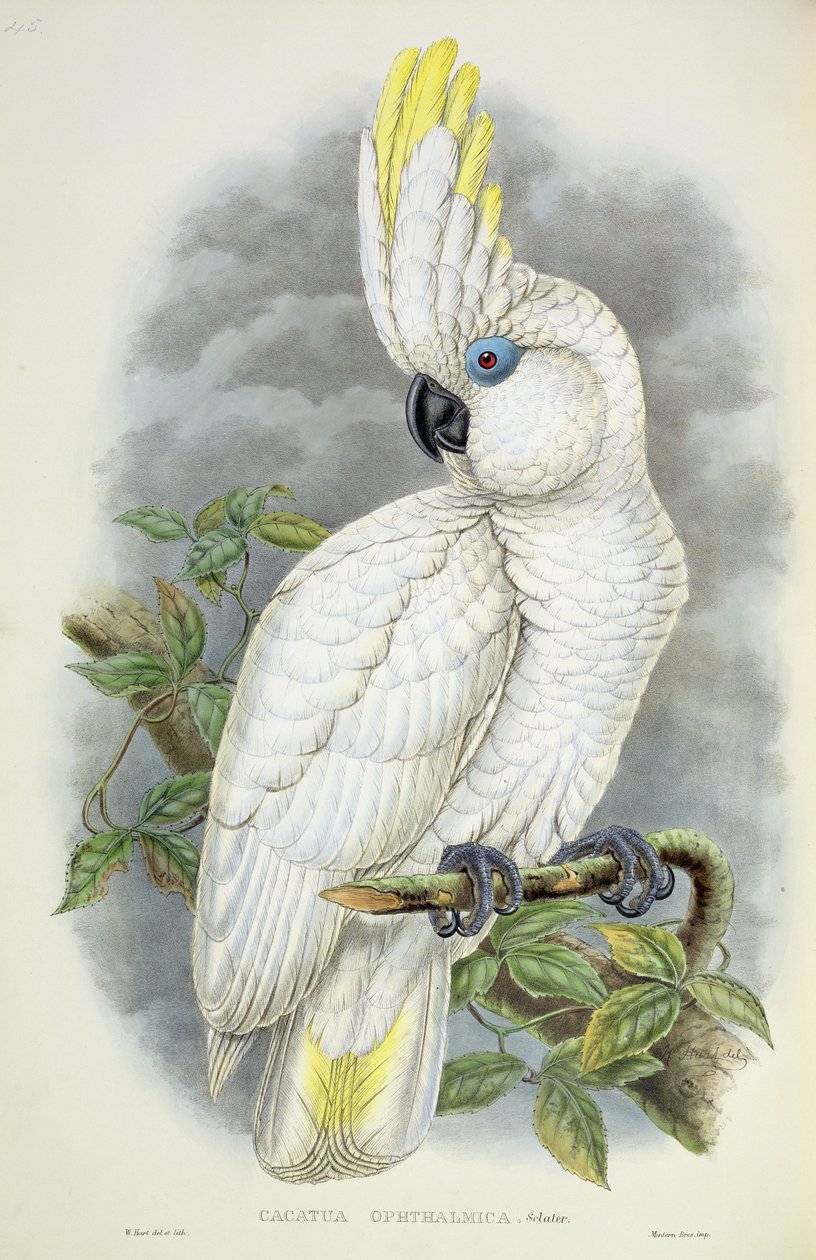 Cacatúa de ojos azules de William Hart