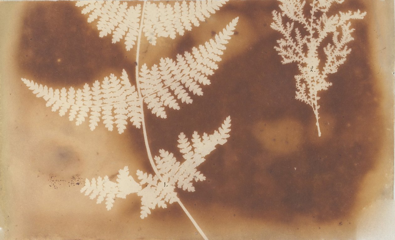 1. Helecho. 2. Alga, 1839 de William Henry Fox Talbot